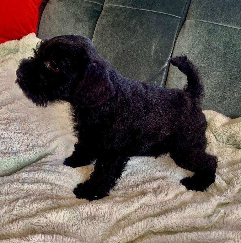 Miniature Schnauzer Pedigree Black puppies - Image 4 of 4