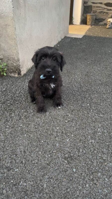 Miniature schnauzer pup