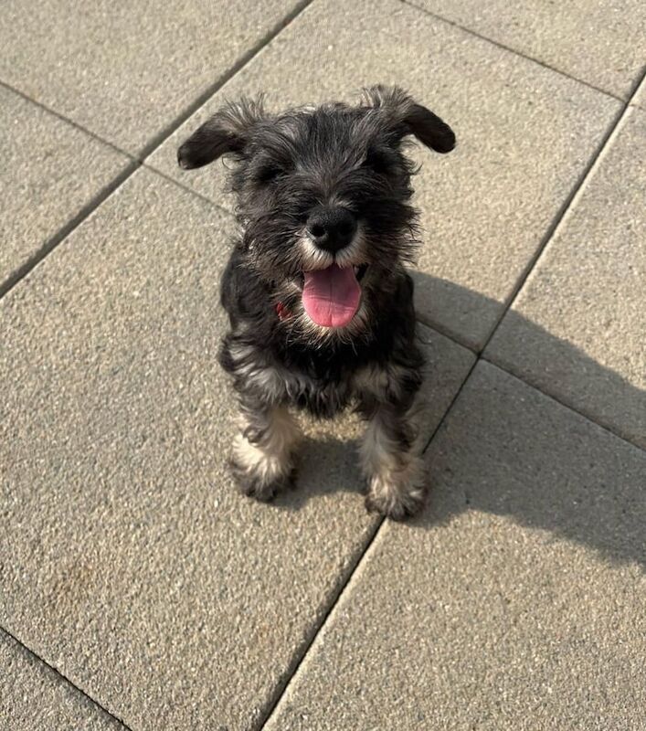 Miniature Schnauzer puppies for sale in Newtownards, County Down – KC registered, 5 months old