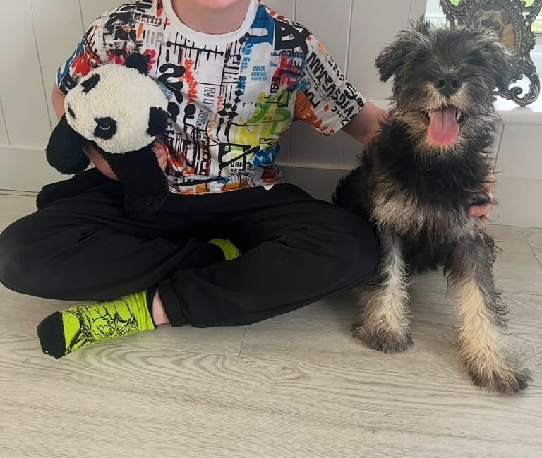 Miniature Schnauzer puppies for sale in Newtownards, County Down – KC registered, 5 months old - Image 2 of 3