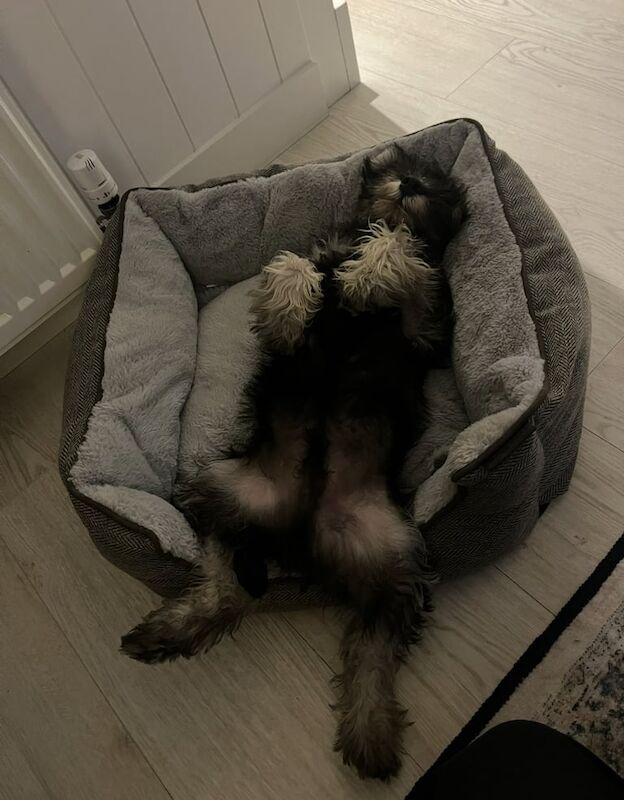 Miniature Schnauzer puppies for sale in Newtownards, County Down – KC registered, 5 months old - Image 3 of 3