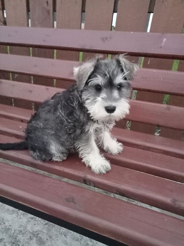 Miniature Schnauzer puppies for sale in Antrim, County Antrim – 8 weeks old