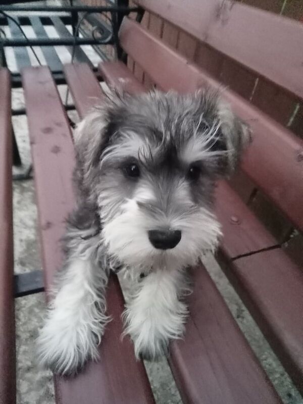 Miniature Schnauzer puppies for sale in Antrim, County Antrim – 8 weeks old - Image 2 of 3