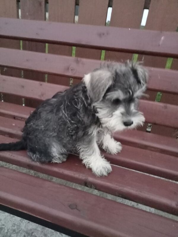 Miniature Schnauzer puppies for sale in Antrim, County Antrim – 8 weeks old - Image 3 of 3