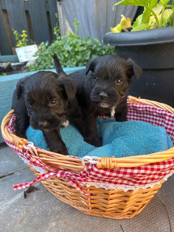 Miniature schnauzer puppies