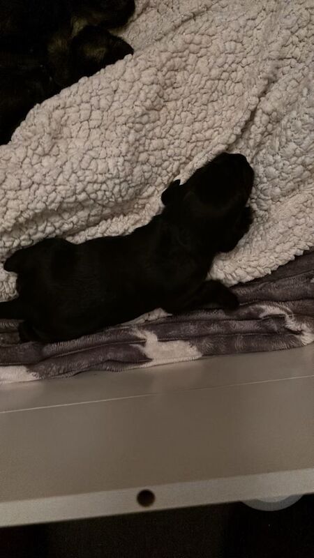 Miniature Schnauzer puppies for sale in Callander, Stirling and Falkirk – 7 weeks old