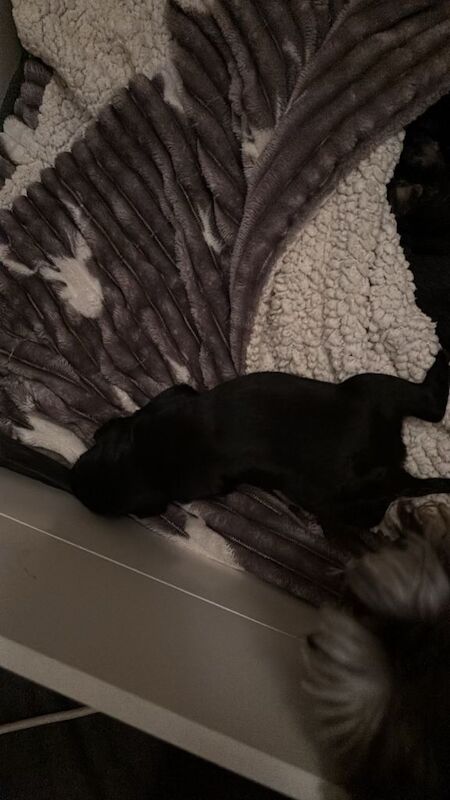 Miniature Schnauzer puppies for sale in Callander, Stirling And Falkirk – 7 weeks old - Image 3 of 3