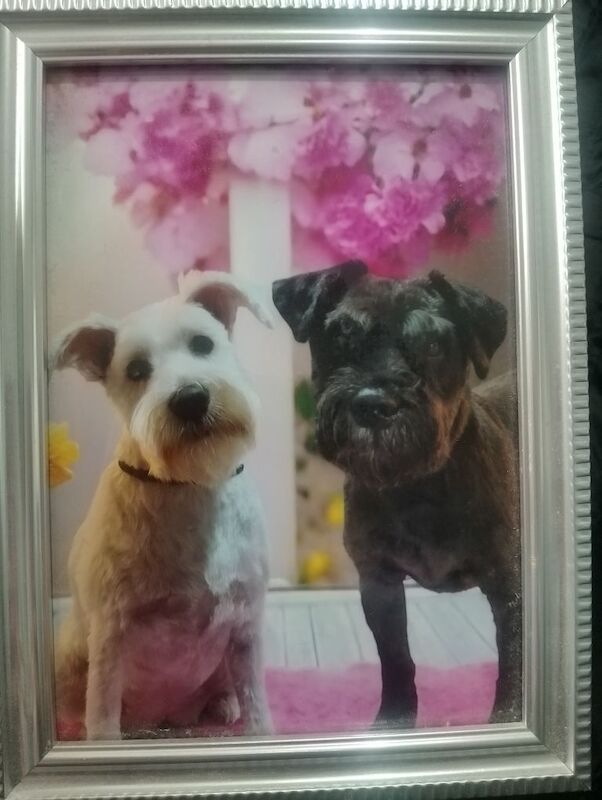 Miniature Schnauzer Puppies - Image 3 of 3