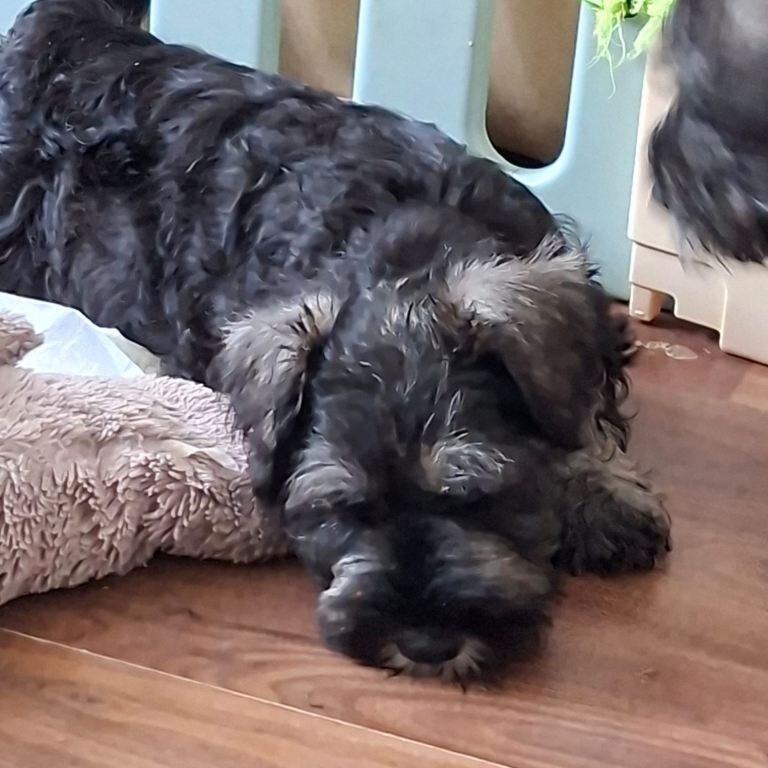 Miniature schnauzer puppies - Image 2 of 4