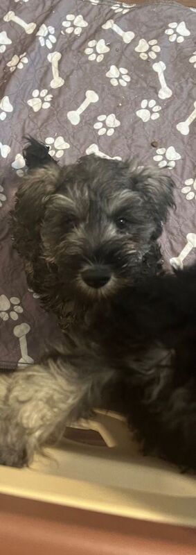 Miniature schnauzer puppies - Image 3 of 4