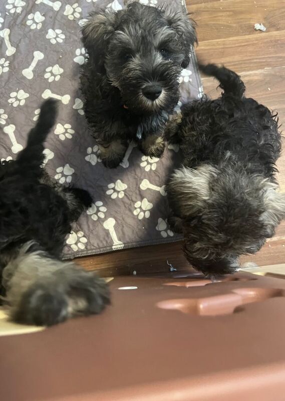 Miniature schnauzer puppies - Image 4 of 4