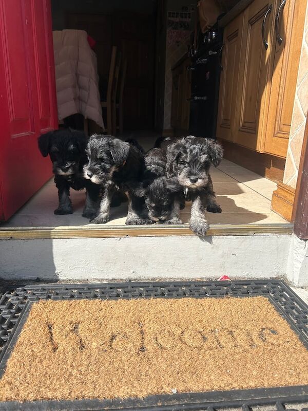 Miniature Schnauzer Puppies for sale in Newry, County Armagh