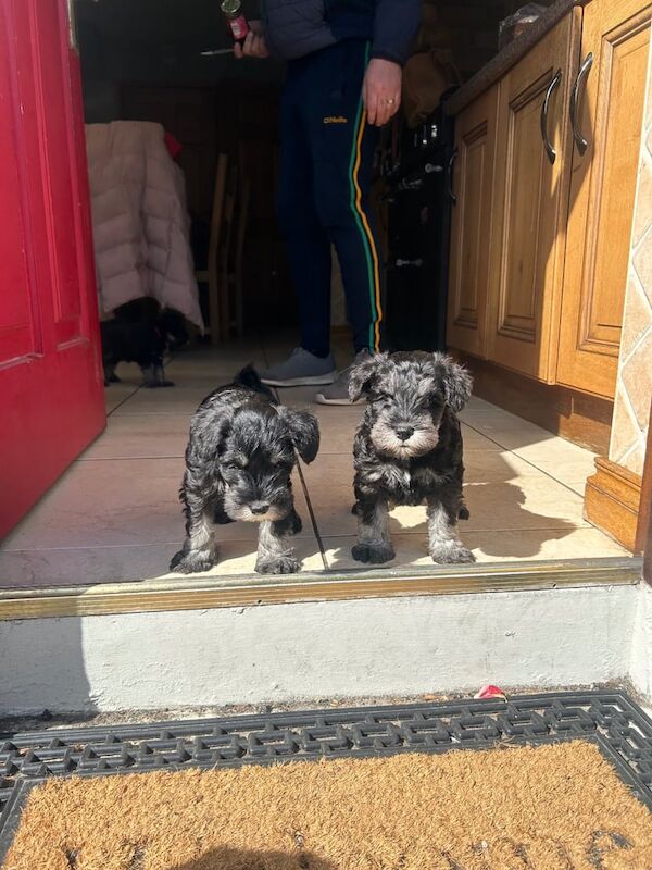 Miniature Schnauzer Puppies for sale in Newry, County Armagh | Image 2