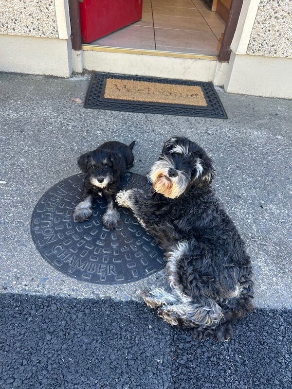 Miniature Schnauzer Puppies for sale in Newry, County Armagh - Image 3