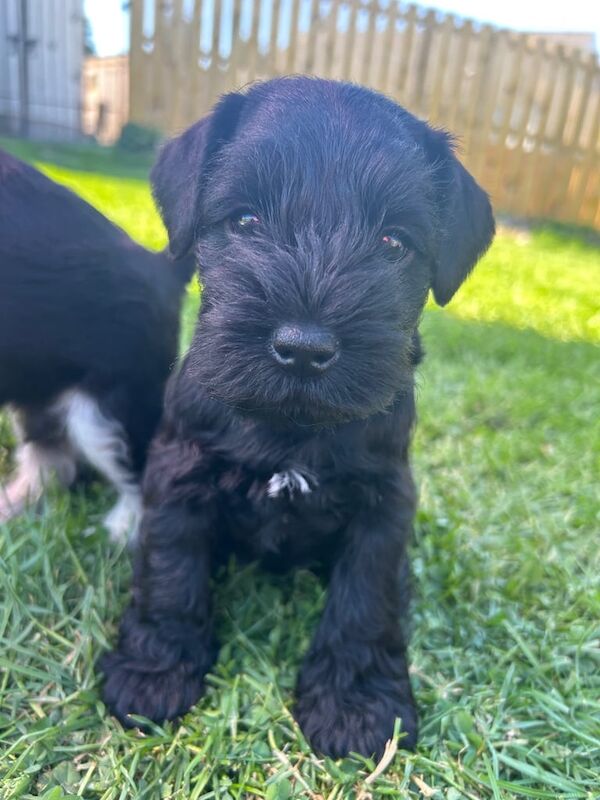 Miniature schnauzer puppies for sale in Clogher, County Tyrone