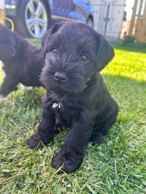 Miniature schnauzer puppies for sale in Clogher, County Tyrone | Image 2