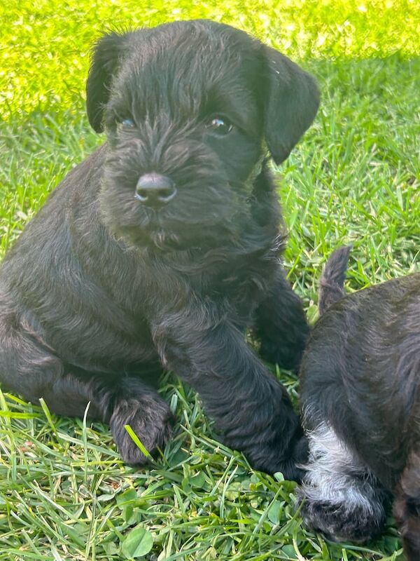 Miniature schnauzer puppies for sale in Clogher, County Tyrone | Image 3