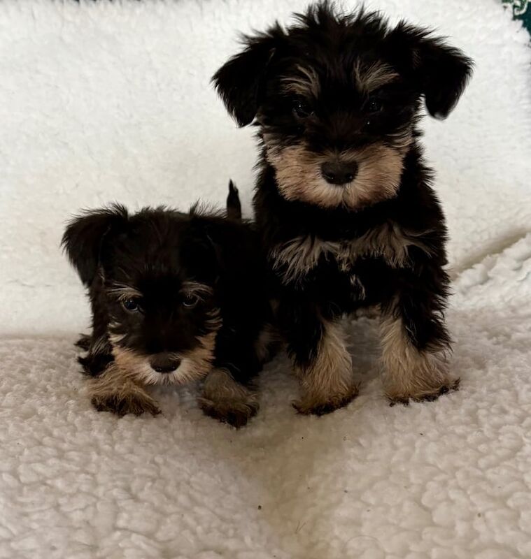 Miniature Schnauzer puppies for sale in Brentwood, Essex – 9 weeks old