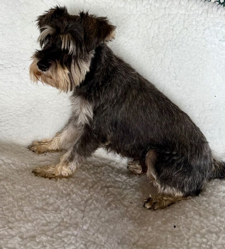 Miniature Schnauzer puppies for sale in Brentwood, Essex – 9 weeks old - Image 2 of 3
