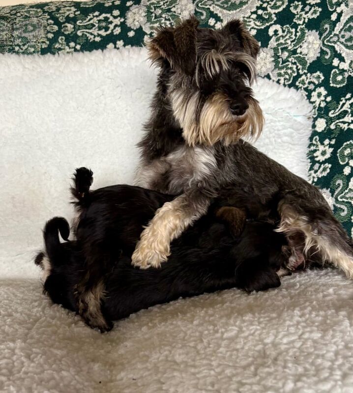 Miniature Schnauzer puppies for sale in Brentwood, Essex – 9 weeks old - Image 3 of 3