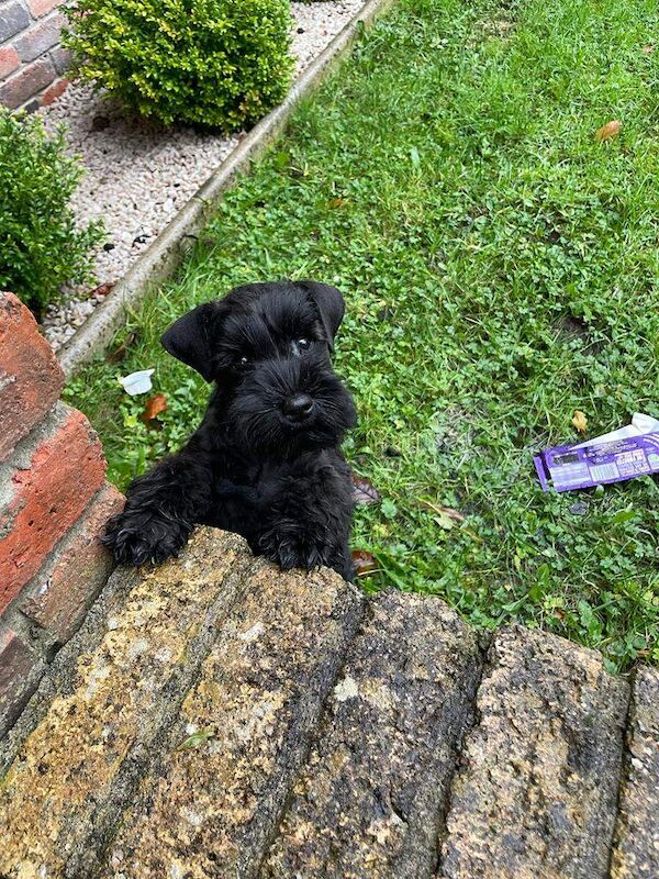 Miniature Schnauzer puppies for sale in Londonderry, County Londonderry – KC registered, 6 weeks old