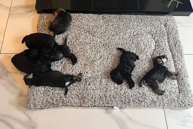 Miniature Schnauzer puppies for sale in Londonderry, County Londonderry – KC registered, 6 weeks old - Image 2 of 3
