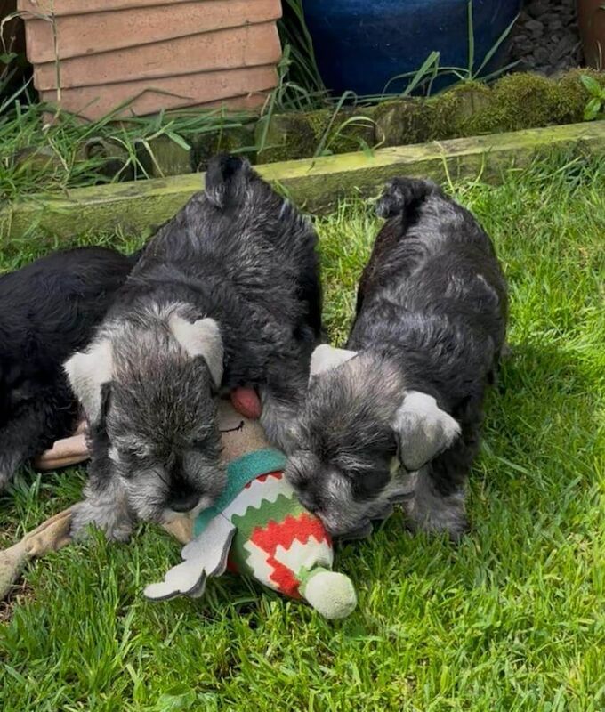 Miniature Schnauzer puppies for sale in Londonderry, County Londonderry – KC registered, 6 weeks old - Image 3 of 3