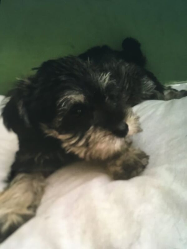 Miniature Schnauzer puppies for sale in Canterbury, Kent – KC registered, 9 weeks old