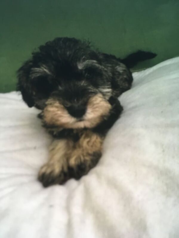 Miniature Schnauzer puppies for sale in Canterbury, Kent – KC registered, 9 weeks old - Image 2 of 3