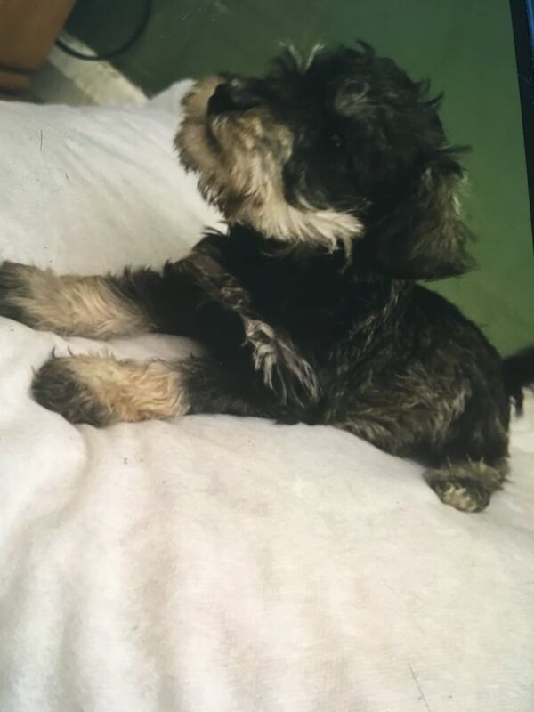 Miniature Schnauzer puppies for sale in Canterbury, Kent – KC registered, 9 weeks old - Image 3 of 3