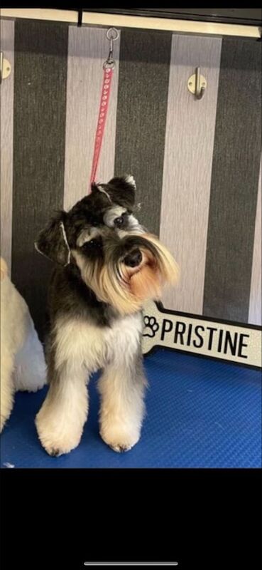 Miniature Schnauzer puppies for sale in Norbury, Greater London – 12 weeks old