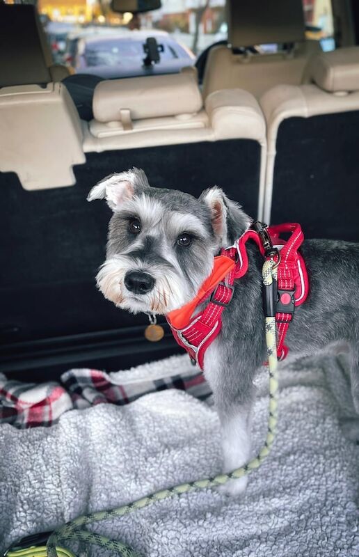 Miniature Schnauzer puppies for sale in Norbury, Greater London – 12 weeks old - Image 2 of 4