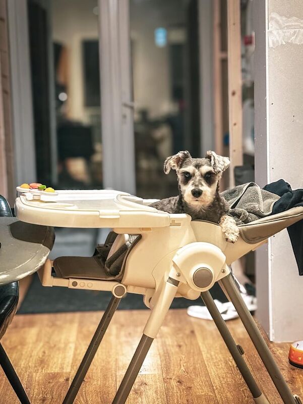 Miniature Schnauzer puppies for sale in Norbury, Greater London – 12 weeks old - Image 3 of 4