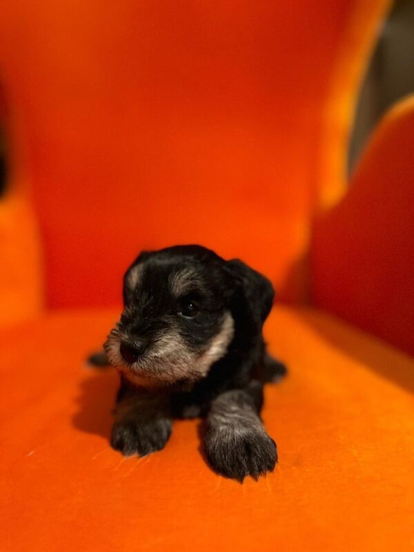 Miniature Schnauzer puppies for sale in Norbury, Greater London – 12 weeks old - Image 4 of 4