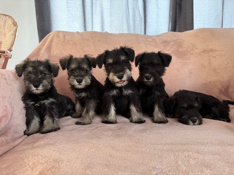 Miniature Schnauzer puppies for sale in Wickford, Essex – KC registered, 9 weeks old