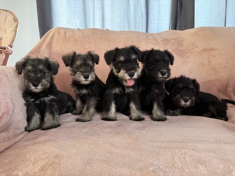 Miniature Schnauzer puppies for sale in Wickford, Essex – KC registered, 9 weeks old - Image 2 of 3