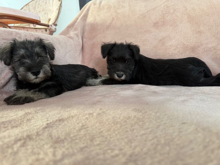 Miniature Schnauzer puppies for sale in Wickford, Essex – KC registered, 9 weeks old - Image 3 of 3