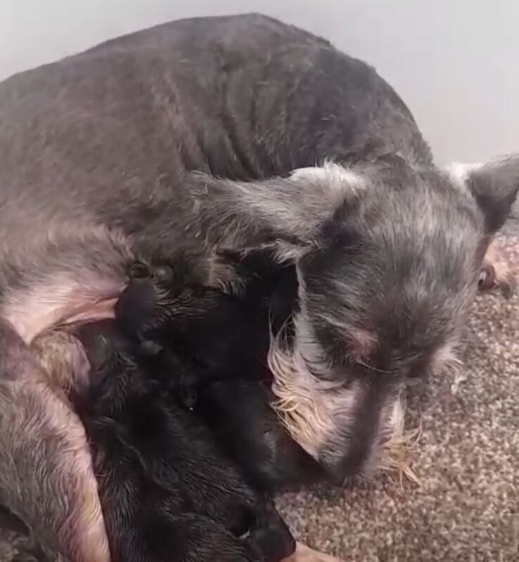 Miniature Schnauzer puppies for sale in Barnsley, South Yorkshire – KC registered, 2 weeks old