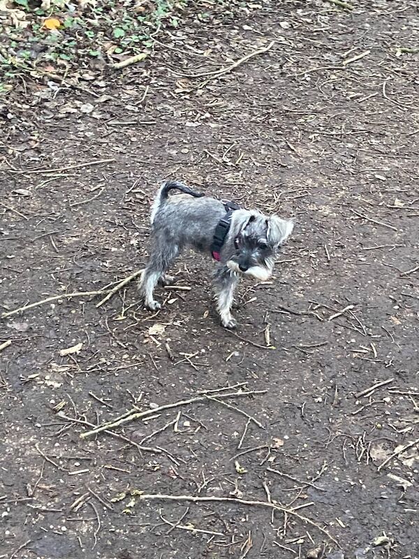 Miniature Schnauzer puppies for sale in Barnsley, South Yorkshire – KC registered, 2 weeks old - Image 2 of 2