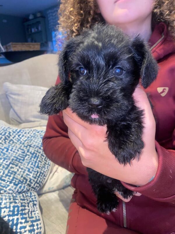 Miniature Schnauzer puppies for sale in Ballynahinch, County Down – KC registered, 6 weeks old