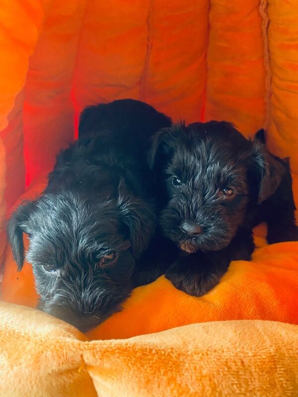 Miniature Schnauzer Puppies/Pups KC Registered
