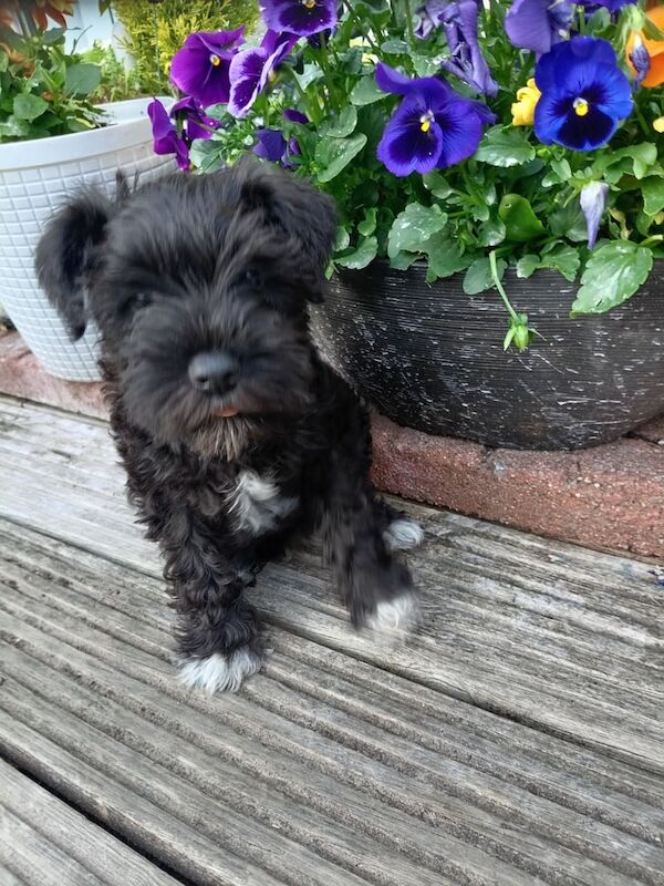 Miniature Schnauzer Puppy – 9 Weeks Old for sale in Portaferry, County Down