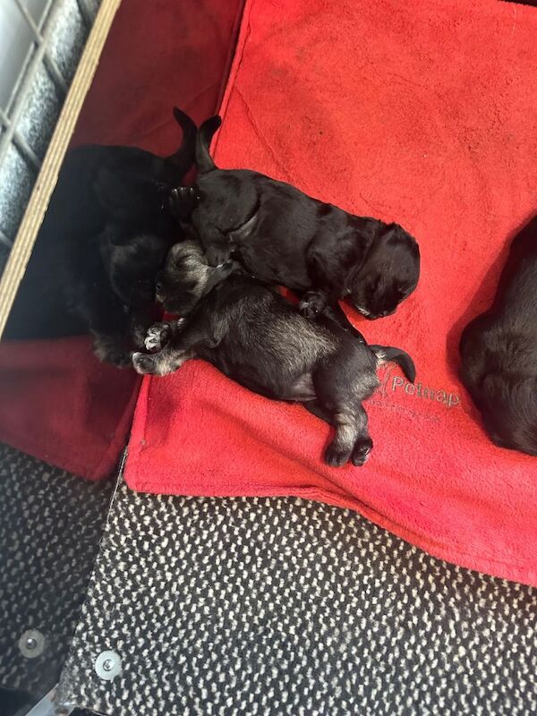 Miniature Schnauzer puppies for sale in Crossgar, County Down – KC registered, 5 weeks old