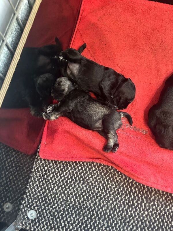 Miniature Schnauzer puppies for sale in Crossgar, County Down – KC registered, 5 weeks old - Image 2 of 3