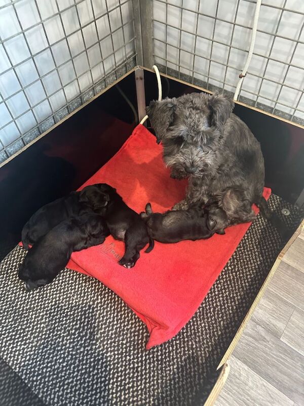Miniature Schnauzer puppies for sale in Crossgar, County Down – KC registered, 5 weeks old - Image 3 of 3