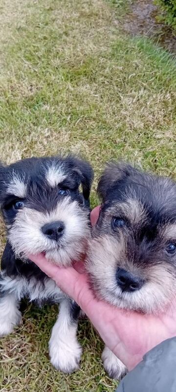 Miniature Schnauzer Puppies For Sale Under £1,000