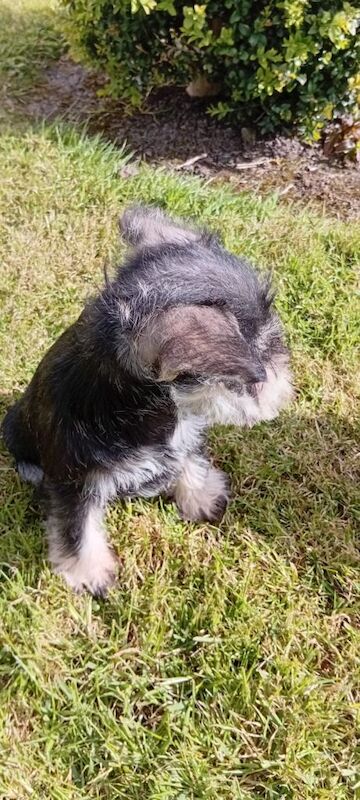 Miniature Schnauzer Pups - Image 2 of 4