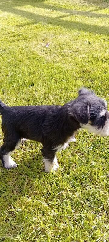 Miniature Schnauzer Pups - Image 3 of 4