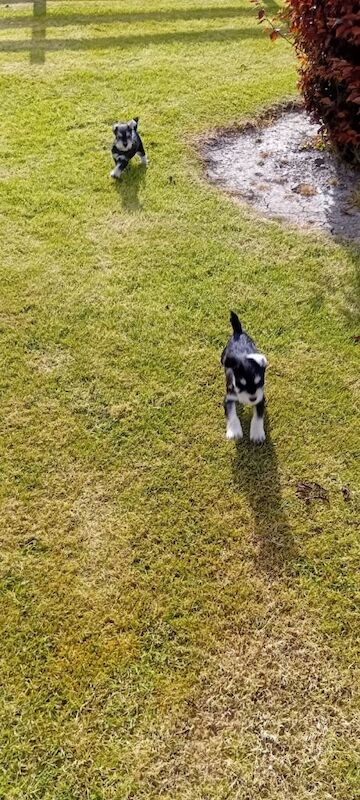 Miniature Schnauzer Pups - Image 4 of 4