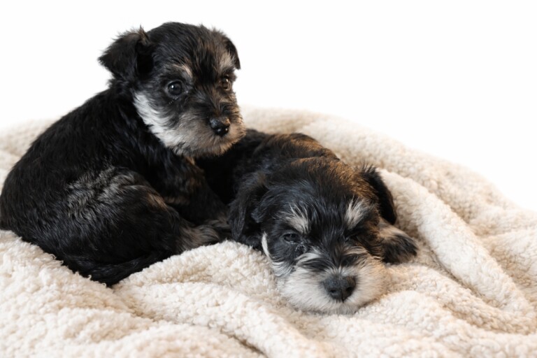 Miniature Schnauzer Puppies For Sale